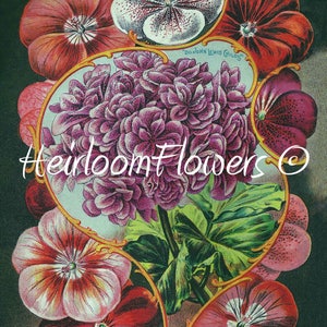 Può includere: Illustrazione vintage di un pacchetto di semi che presenta una varietà di gerani in tonalità di rosa, rosso e bianco. Il testo sul pacchetto recita "Child's Flowered New Giant Perfection Geranium" e "Do John Lewis Childs".