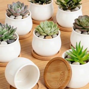May include: A collection of small succulent plants in white ceramic pots. Each pot sits on a round, wooden coaster. The succulents vary in color, including green and purple hues, and are accented with small pebbles.