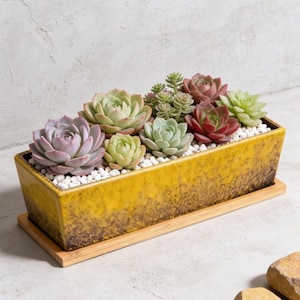 May include: A rectangular yellow ceramic planter filled with various succulents. The planter sits on a wooden tray and is filled with small white pebbles. The succulents are in shades of green, red, and purple.