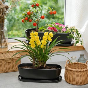 May include: A vibrant indoor scene features potted plants. A black oval planter holds a yellow orchid, while a small tree with orange fruit and other flowering plants sit in the background. Wicker baskets and a window complete the setting.