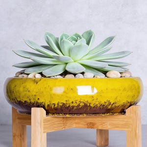 May include: A succulent plant in a yellow and brown ceramic bowl, resting on a natural wood stand. The bowl is filled with small stones. The succulent has pale green leaves. The stand has a simple, geometric design.
