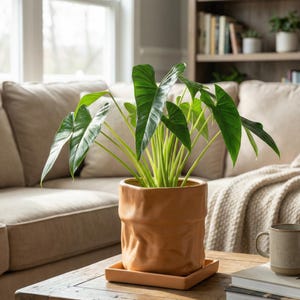 May include: A potted plant with large, green leaves in a terracotta-colored ceramic pot. The pot sits on a matching square saucer. The plant is on a wooden coffee table in a living room setting.
