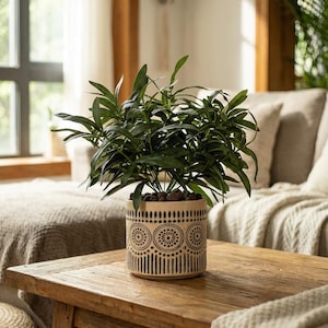 May include: A potted houseplant with dark green leaves sits on a wooden coffee table. The beige ceramic pot features a black geometric pattern of circles and vertical lines. The room has a neutral color palette with a sofa and window in the background.