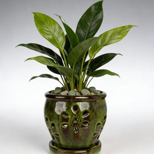 May include: A potted plant with large, glossy green leaves. The plant is in a dark green ceramic pot with decorative flower-shaped cutouts. The pot sits on a matching saucer and is filled with small green stones.