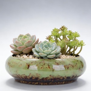 May include: A ceramic succulent planter with a green and brown mottled glaze. The planter holds three different types of succulents, including a light green rosette-shaped succulent, a blue-green succulent, and a cluster of small green succulents.