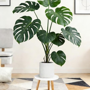 May include: A large, healthy Monstera plant with vibrant green leaves and distinctive fenestrations, potted in a white cylindrical planter. The plant sits on a small, round, white table with wooden legs, placed on a patterned rug.