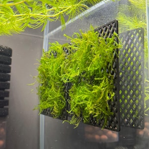 Könnte beinhalten: Ein schwarzes Kunststoffgitter, das in Wasser eingetaucht ist und durch dessen rautenförmige Öffnungen leuchtend grünes Aquarienmoos wächst. Die Struktur ist vertikal ausgerichtet und zeigt die Textur des Mooses sowie das Gittermuster.