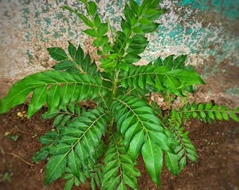 Curryblatt (Murraya koengini) Live Cut Pflanze Sri Lanka (Kein Topf) Bereit zum Pflanzen