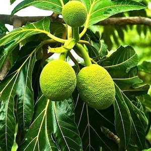 Entf | Ceylon Brotfruchtbaum lebend 02 Schnittpflanzen | Artocarpus nobilis (ohne Topf) Fertig zum Pflanzen