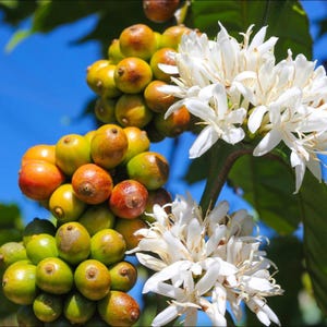 Dwarf coffee plant - Etsy.de