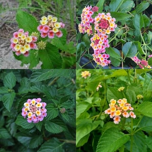 Op de afbeelding: Een collage van vier afbeeldingen met Lantana-bloemen. De bloemen vertonen een mix van kleuren, waaronder roze, geel en oranje, gegroepeerd. De levendige bloemen staan tegen een achtergrond van weelderige groene bladeren, wat de natuurlijke schoonheid van de plant benadrukt.