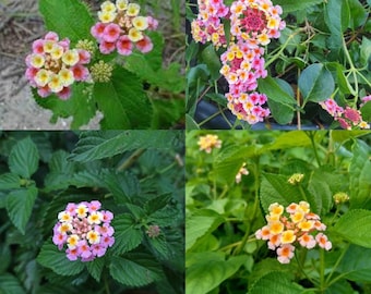 Lantana Camara Planta viva Arbusto Verbena Ángel planta silvestre esquejes