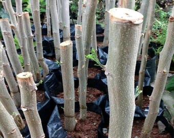 Estacas de Moringa Oleifera do Ceilão (sem vaso), prontas para plantar.