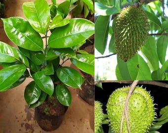 Guanábana Graviola Planta de corte vivo 01 Annona muricata Guanábana dulce Tropical lista para plantar (variedad asiática)