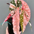 Begonia Maculata Pink Splice Live Plant Variegated Rooted Cutting Rare Houseplant Easy Care Gardening product logo