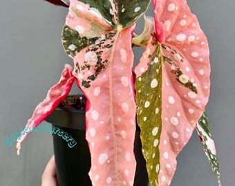 Begonia Maculata Pink Splice, planta viva, esqueje enraizado variegado, planta de interior rara, fácil de cuidar, jardinería.