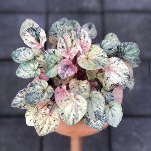 Muda de Peperomia Pink Lady (TODAS AS MUDAS REQUEREM A COMPRA DE 2 MUDAS!)