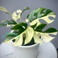 Raphidophora Tetrasperma Half Moon Albo Variegated Rooted Node Cutting Rare Houseplant Easy Care Gardening product logo