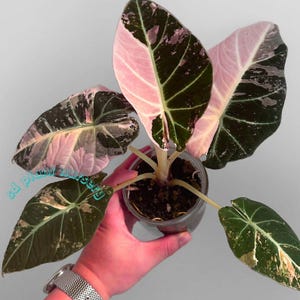 Alocasia Black Velvet Pink Live Plant Variegated Rooted Bulbs Houseplant Rare Plant Gardening