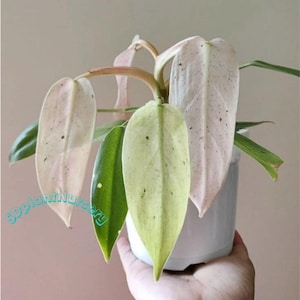 Puede incluir: Una planta en maceta con hojas grandes, de color verde pálido y rosa con motas oscuras. La planta está en una maceta blanca y la sostiene una persona. El texto "SDPlantNursery" es visible en la parte inferior izquierda de la imagen.