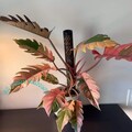 Philodendron Pink Caramel Marble Variegated Plant Cutting – Rare Houseplant Easy Care product logo