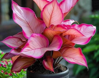 Aglaonema Siam Paragon Rosa växt, sällsynt kinesisk vintergröna, inomhuskrukväxtdekoration