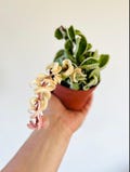 Variegated Hoya Compacta - Hindu Rope Wax Plant product logo