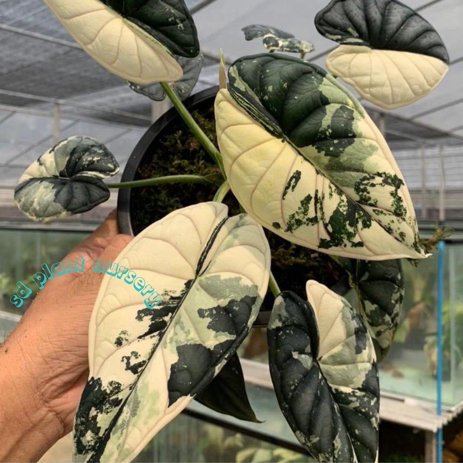 【専用出品】アロカシア　セデニー　オーレアとアロカシア　スティングレイ　アルボ Alocasia stingray - Etsy 日本