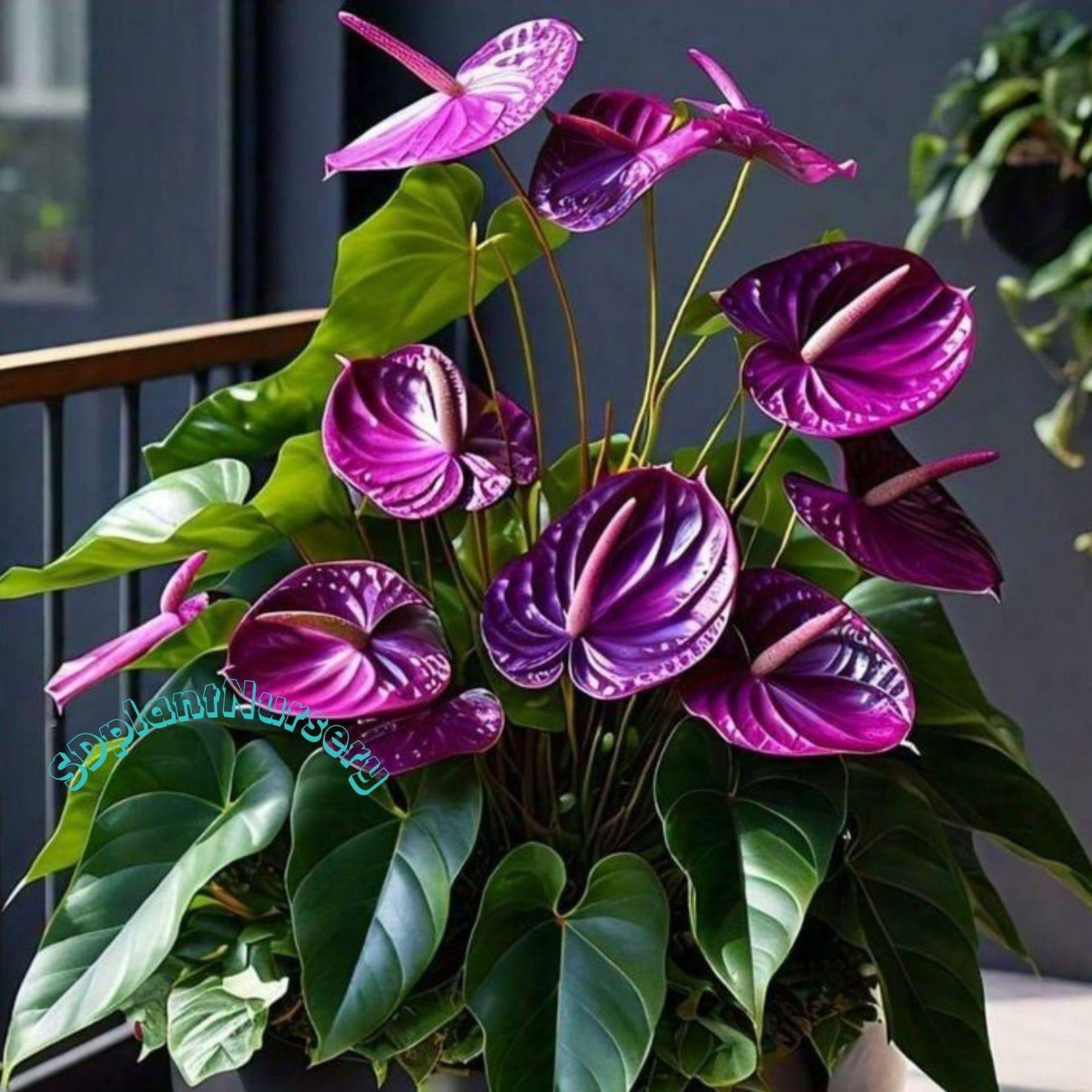Anthurium variegated - Etsy 日本