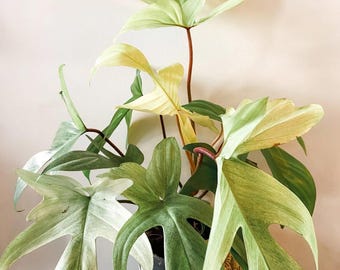 Planta de inicio Philodendron Florida ghost mint (¡TODAS LAS PLANTAS DE INICIO requieren la compra de 2 plantas!)