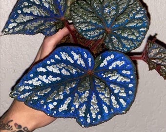 Planta joven de Begonia Betsy azul iridiscente (¡PARA TODAS LAS PLANTAS necesitas comprar 2 plantas!)