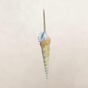May include: A slender, elongated seashell with a spiral body and a long, pointed spire. The shell features a gradient of colors, transitioning from a pale green at the base to a light brown and cream at the top. The shell's texture appears smooth and glossy.