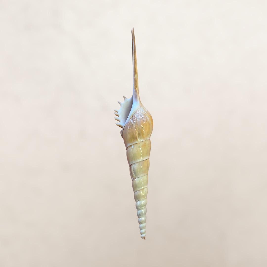 Shinbone Tibia Shell - Etsy