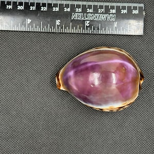 May include: A smooth, oval-shaped cowrie shell with a glossy purple center and brown-spotted edges. A black ruler is positioned above the shell, showing it measures approximately 2.5 inches in length along the metric scale on the ruler.