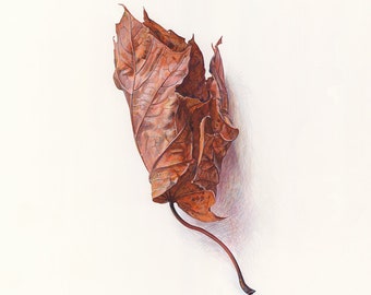 Dead Leaf Giclée Print.