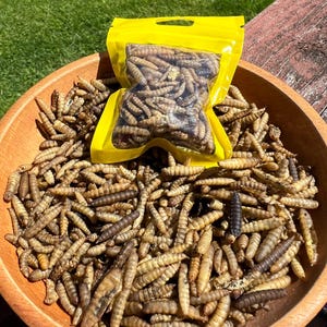May include: A wooden bowl filled with dried insect larvae, with a yellow plastic bag of larvae in the center. The larvae are tan and brown, with a few black ones mixed in. The bowl sits on a wooden surface.