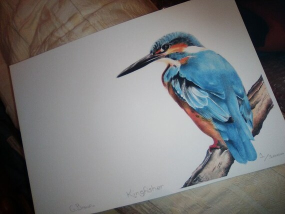 Martin Pêcheur Impression Ltd Edition Fine Art Dessin Sauvages Oiseaux Oiseaux Anglais Indigènes La Faune Anglaise