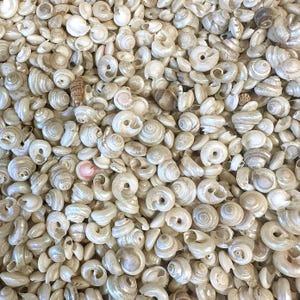 Sea Shell Assortment, Small Turbo Shells, Pearlized, Natural Tones, 8mm, B&#39;sue Boutiques, Item05541