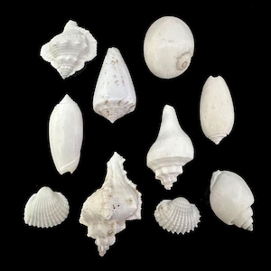 May include: A collection of various white seashells of different shapes and sizes, including conch shells, scallops, and spiral shells, are displayed against a black background. The shells vary in texture and form, showcasing natural marine diversity.