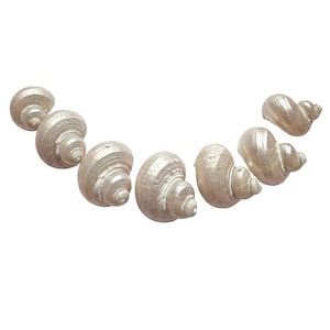 Sea Shell Assortment, Turbo Shells, Pearlized, Vintage Supplies, 22 to 45mm, B&#39;sue Boutiques, Item05530