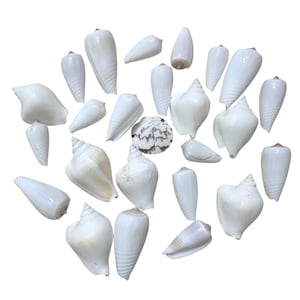 Sea Shell Assortment, Large Shells, Natural Tones, 35 to 60mm, B&#39;sue Boutiques, Item05545