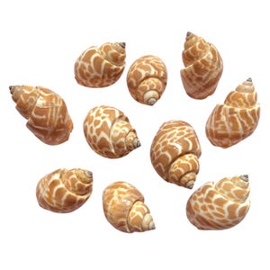 May include: A collection of ten spiral seashells. The shells have a light brown base color with a distinctive pattern of darker brown spots. The shells are arranged against a white background, showcasing their natural beauty.