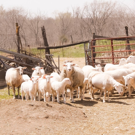 Barnyard Ballet Sheep Bum Bow