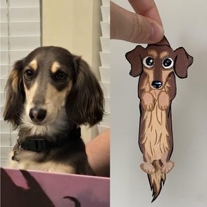 May include: A long-haired dachshund dog with brown and tan fur is shown next to a paper cutout of a dachshund. The dog in the image has a black collar. The cutout is brown and tan with a black nose and big eyes.