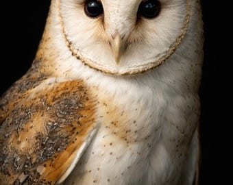 Barn Owl Wall Art – Nocturnal Wildlife Photography – Dark Animal Portrait – Black Background – Nature Home Decor – Printable Art