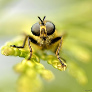 Puede incluir: Primer plano de un insecto amarillo y negro con grandes ojos facetados. El insecto está posado sobre una planta verde, con sus patas y antenas visibles. El fondo es un verde suave y borroso.