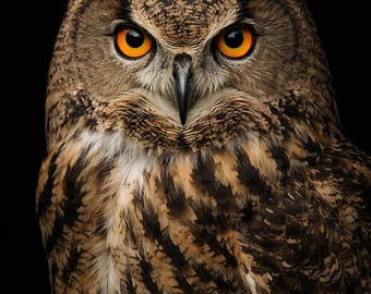 Eurasian Eagle Owl Wall Art – Printable Wall Art