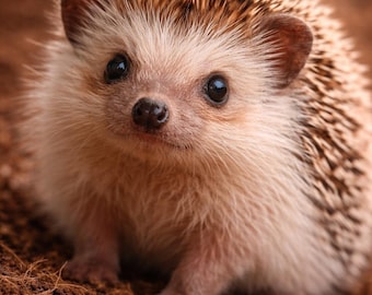 Baby Hedgehog.