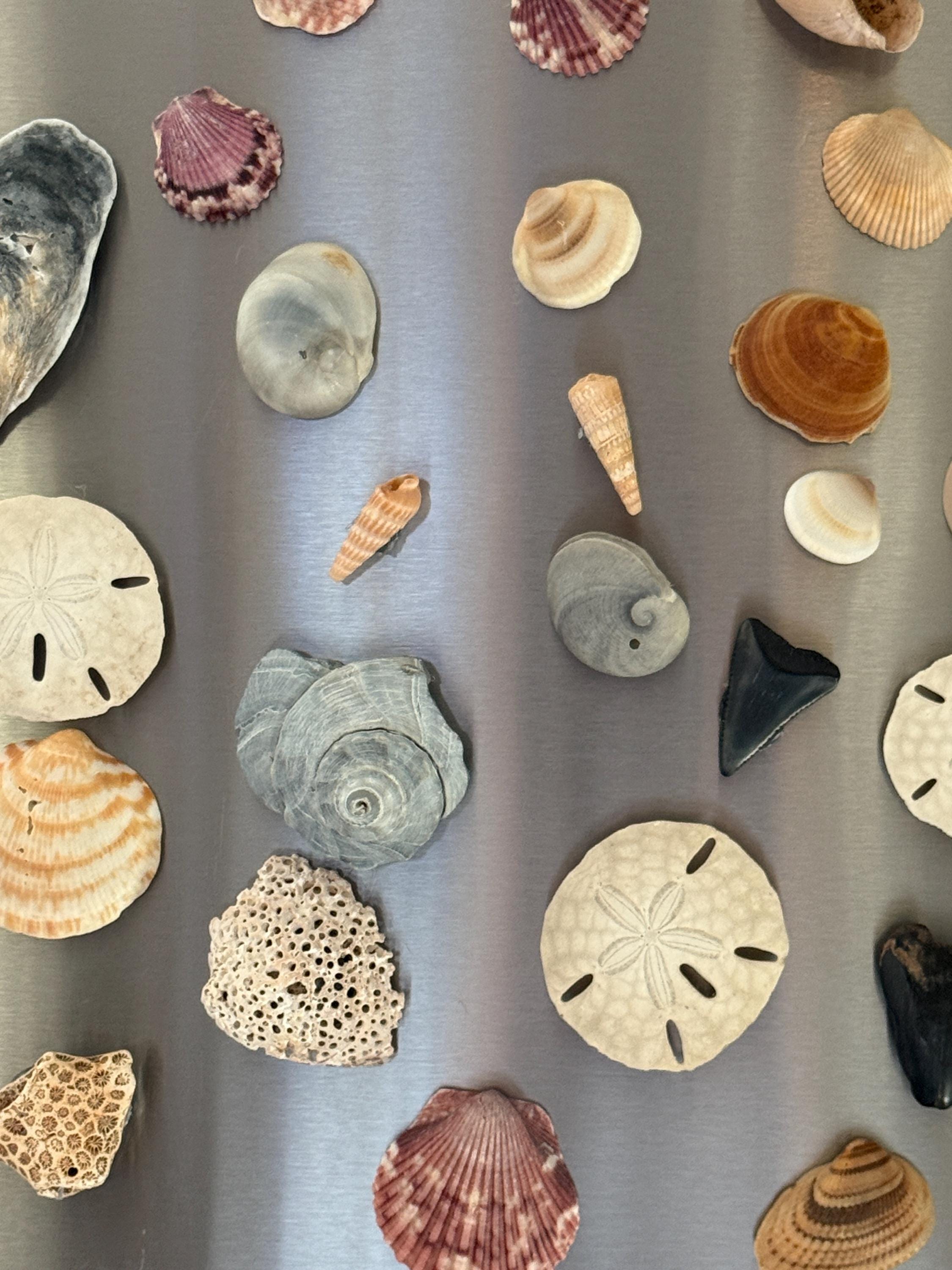 Seashell Fridge Magnet Set - Etsy