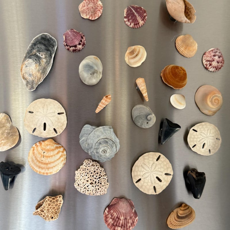 Handmade Seashell Magnets - Etsy